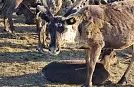 20 тысяч ямальских оленей будут маркированы электронными ушными бирками «Силфлекс 3D-А»