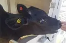 Поголовная маркировка