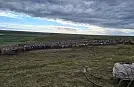 20 тысяч ямальских оленей будут маркированы электронными ушными бирками «Силфлекс 3D-А»