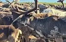 20 тысяч ямальских оленей будут маркированы электронными ушными бирками «Силфлекс 3D-А»