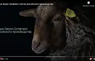 Гордый взгляд овечки: стильное видео об ушных бирках "Силфлекс"